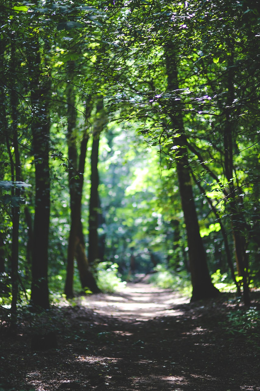 forest woods path free photo