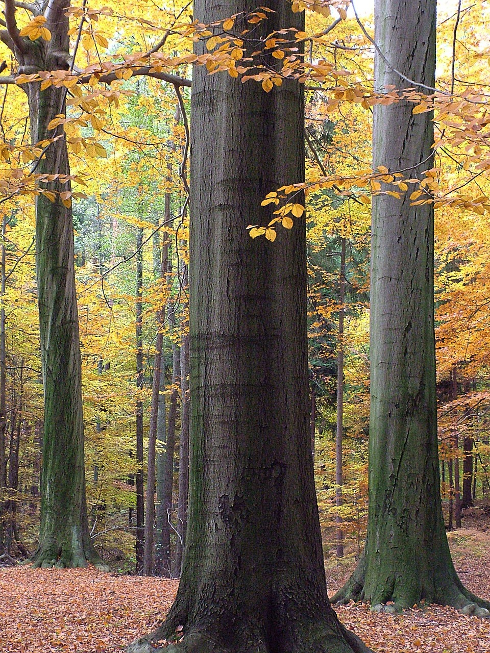 forest autumn yellow free photo