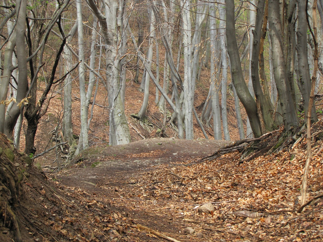 forest autumn nature free photo