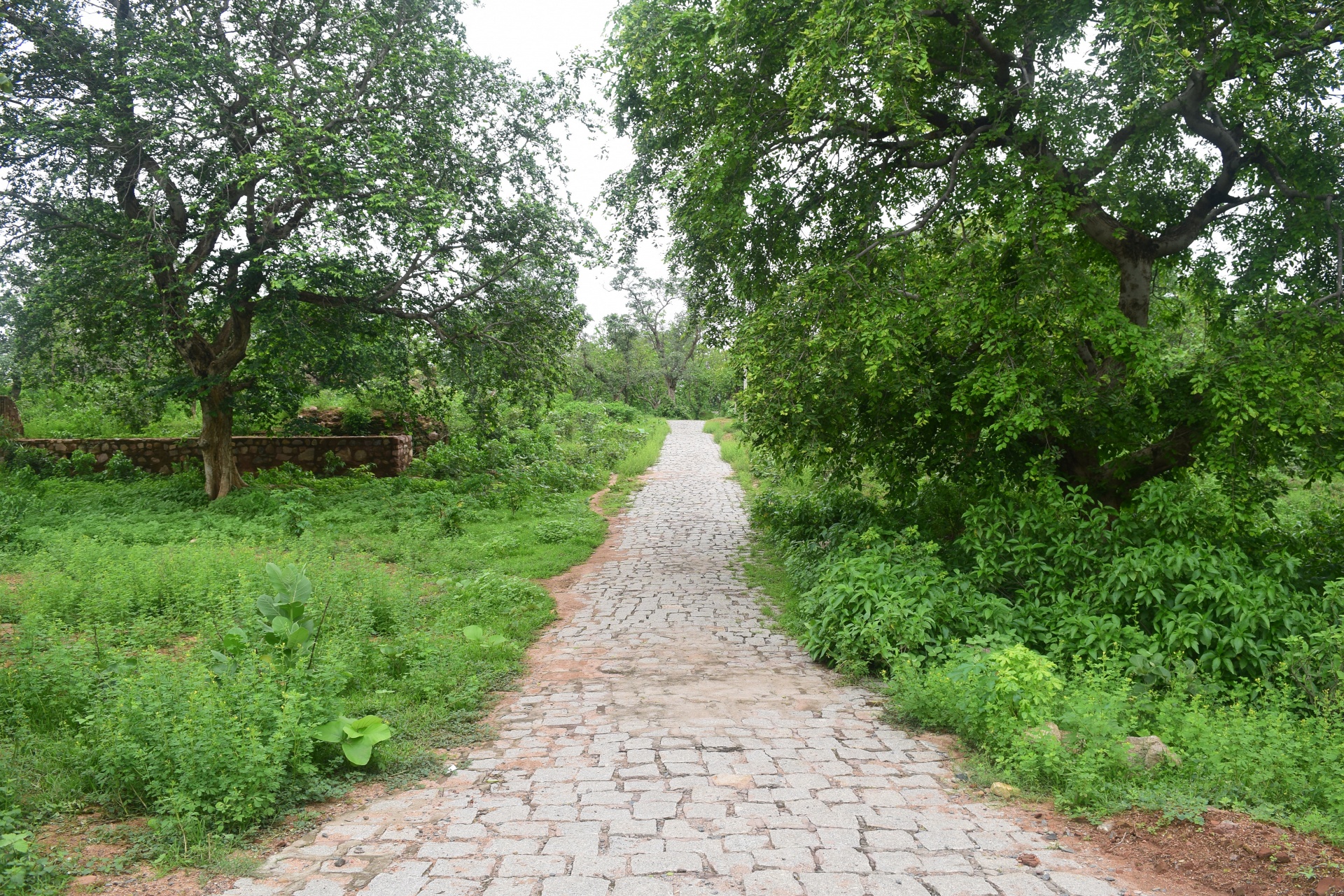 forest path green free photo