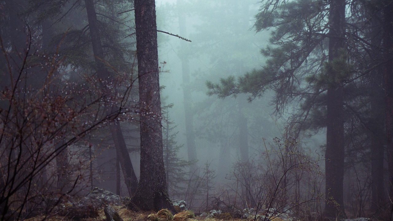 forest trees mystic free photo