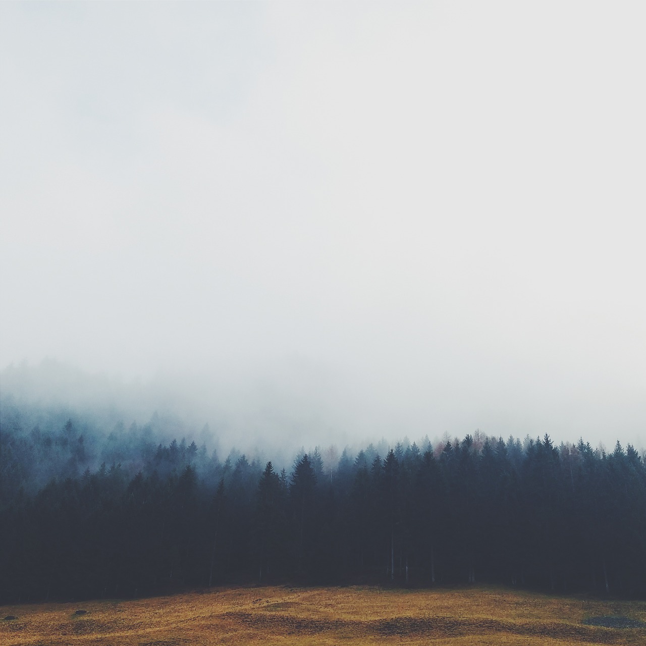 forest trees fog free photo