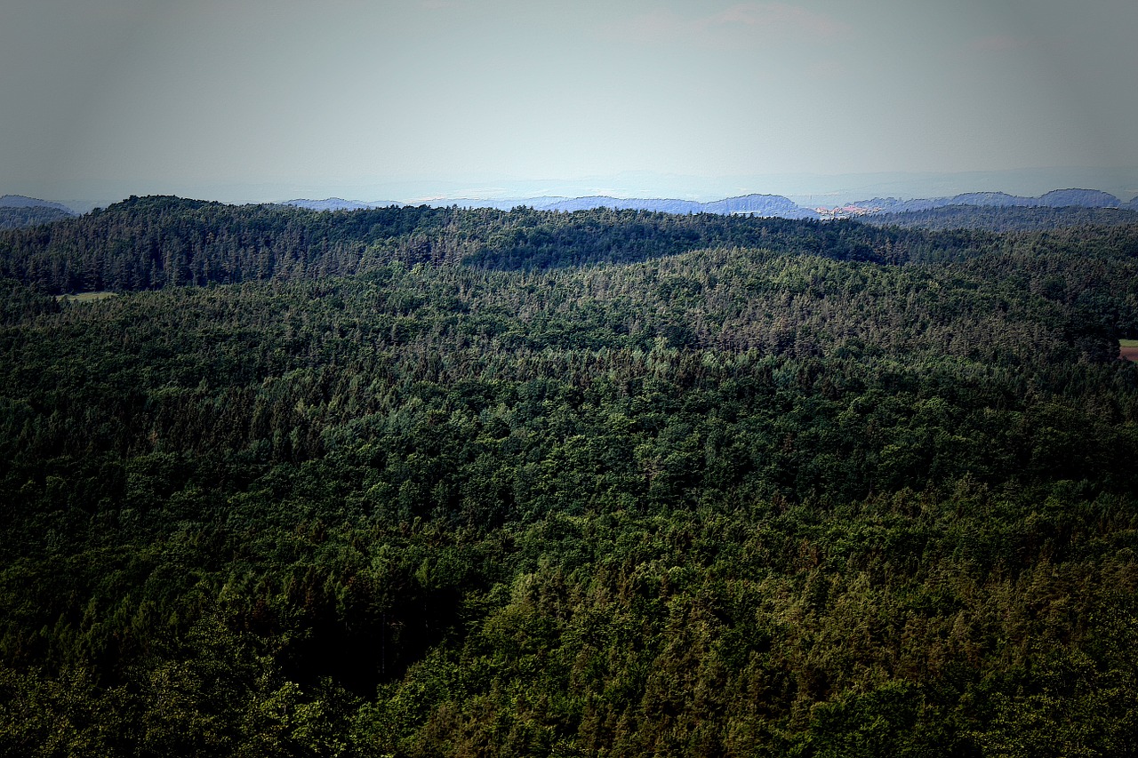 forest nature hiking free photo