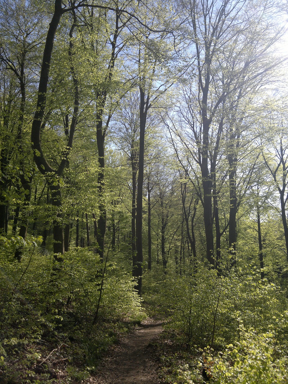 forest heidelberg holy mountain free photo