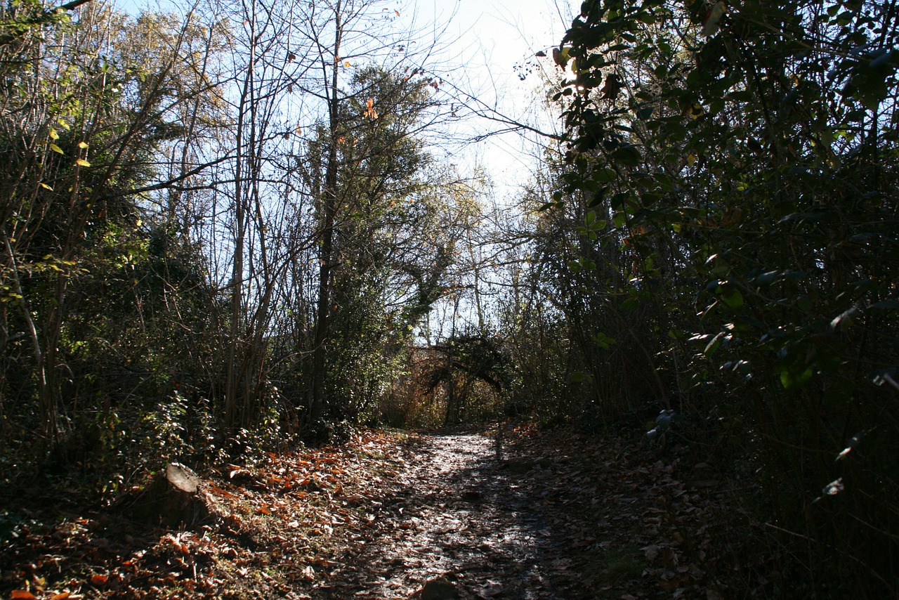 forest leaf autumn free photo