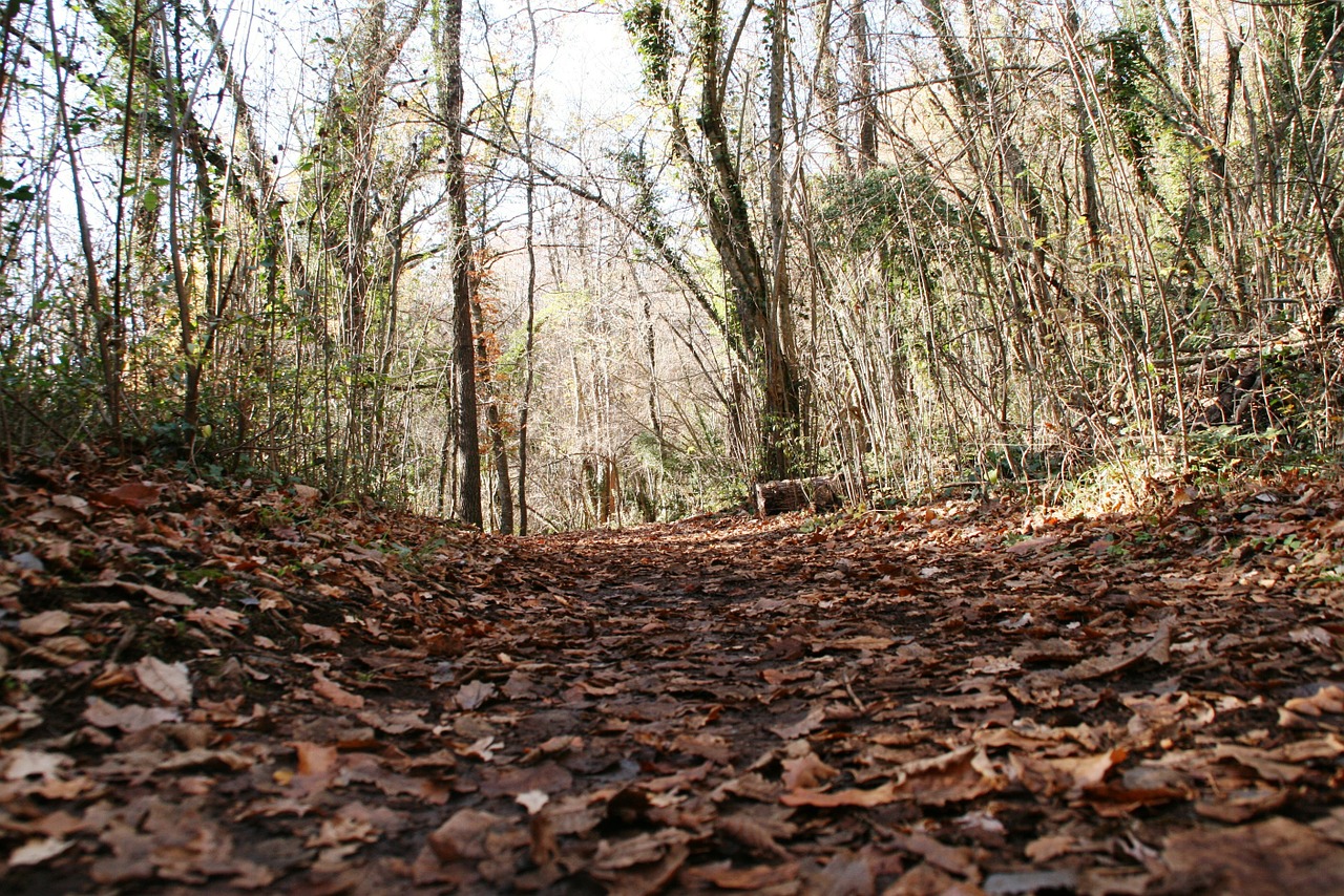 forest leaf autumn free photo