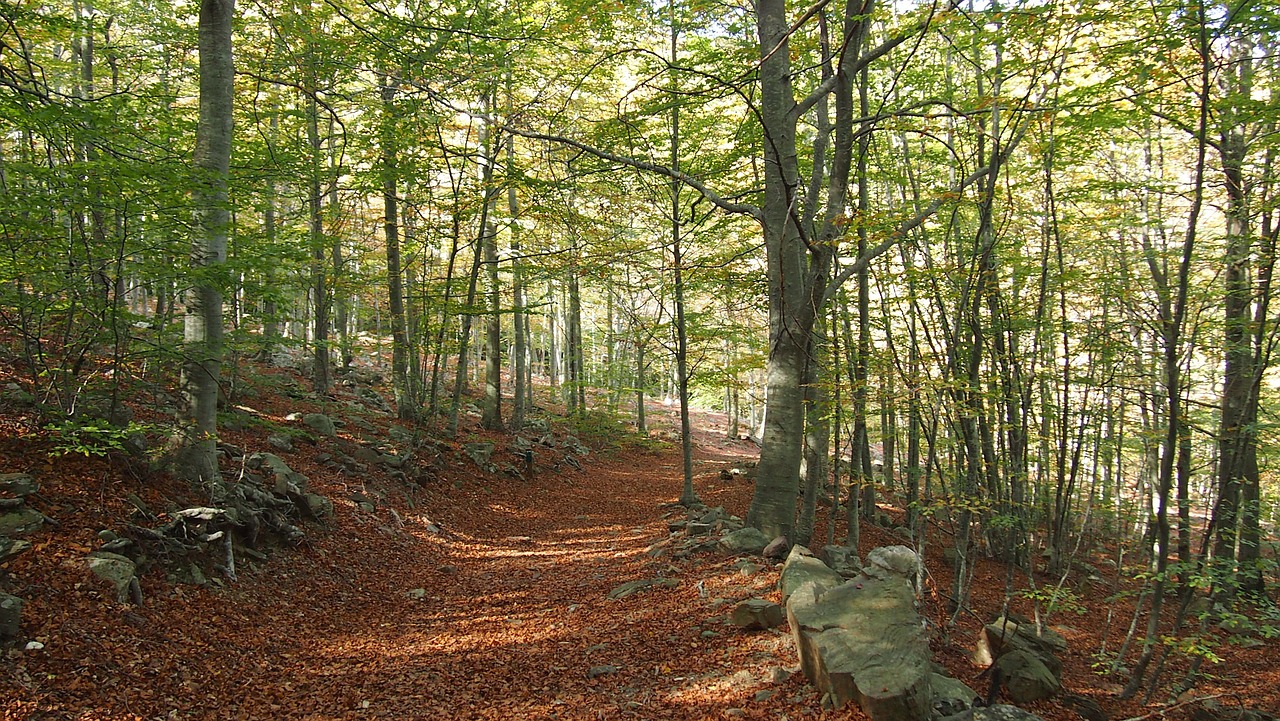 forest autumn landscape free photo