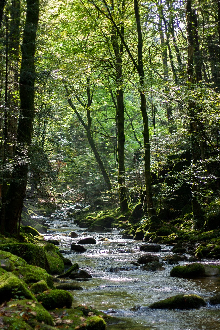 forest bach waterfalls free photo