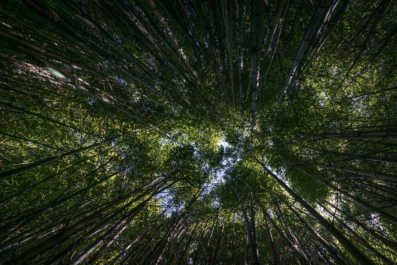 forest trees perspective free photo