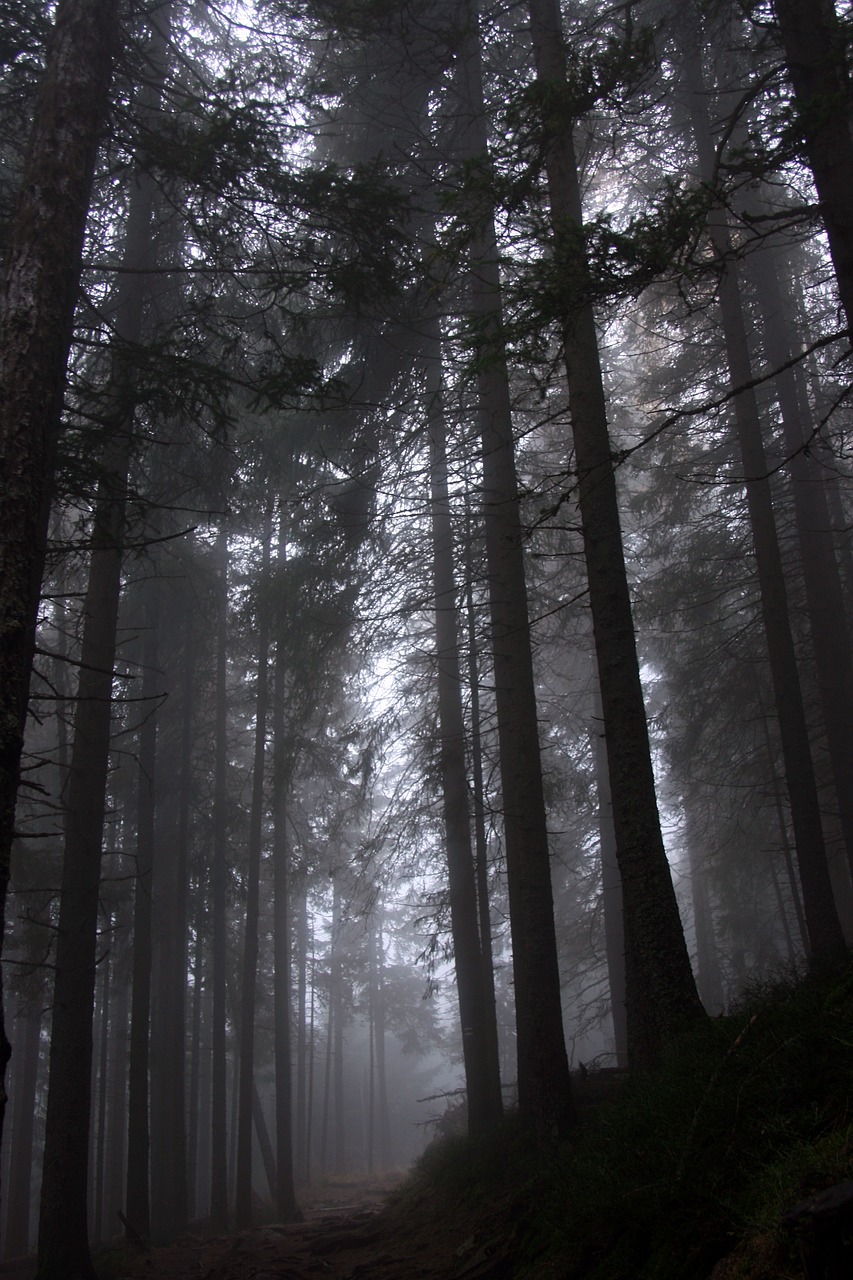 forest fog trees free photo