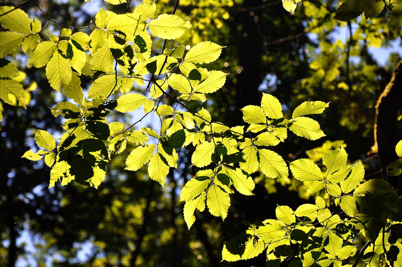 forest light game wood free photo