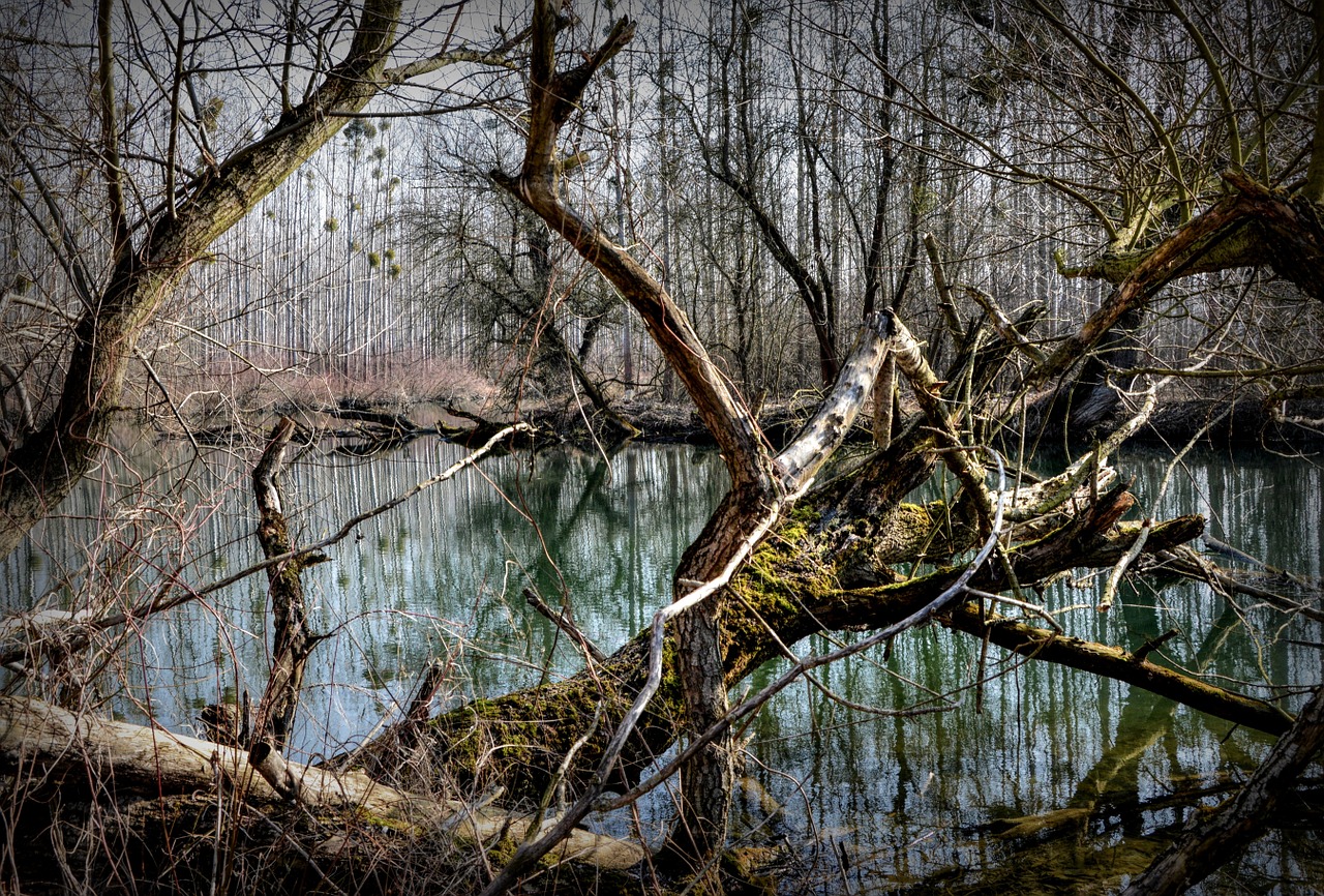 forest luhy the floodplain free photo