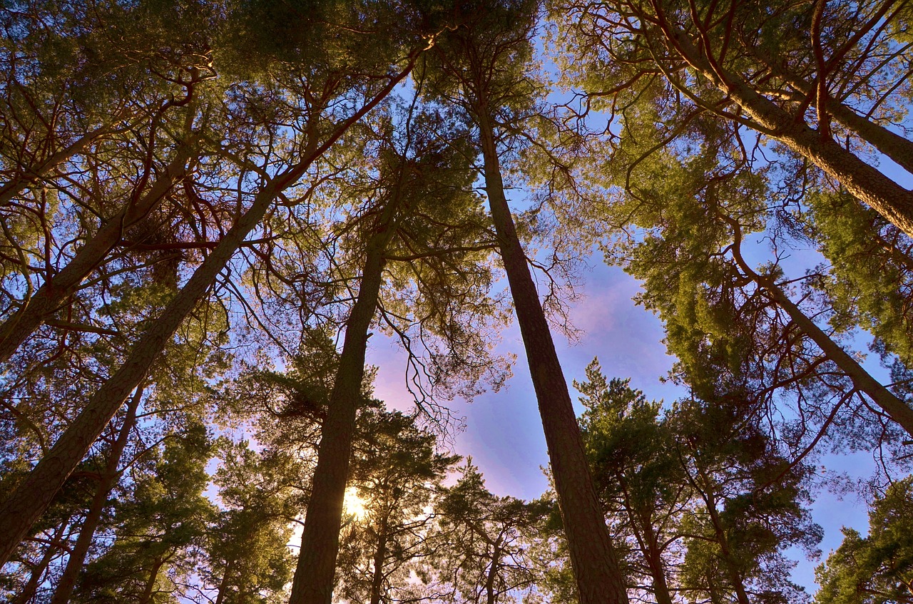 forest tree nature free photo