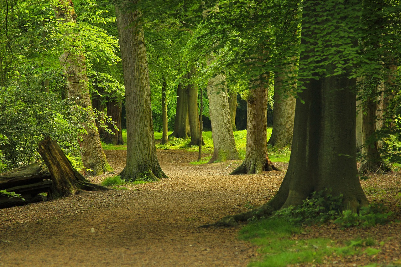 forest trees nature free photo