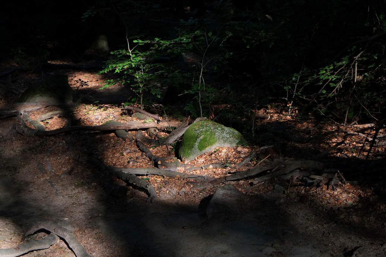 forest forest path trees free photo