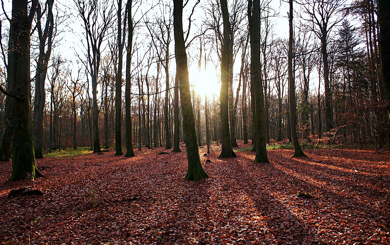 forest autumn trees free photo