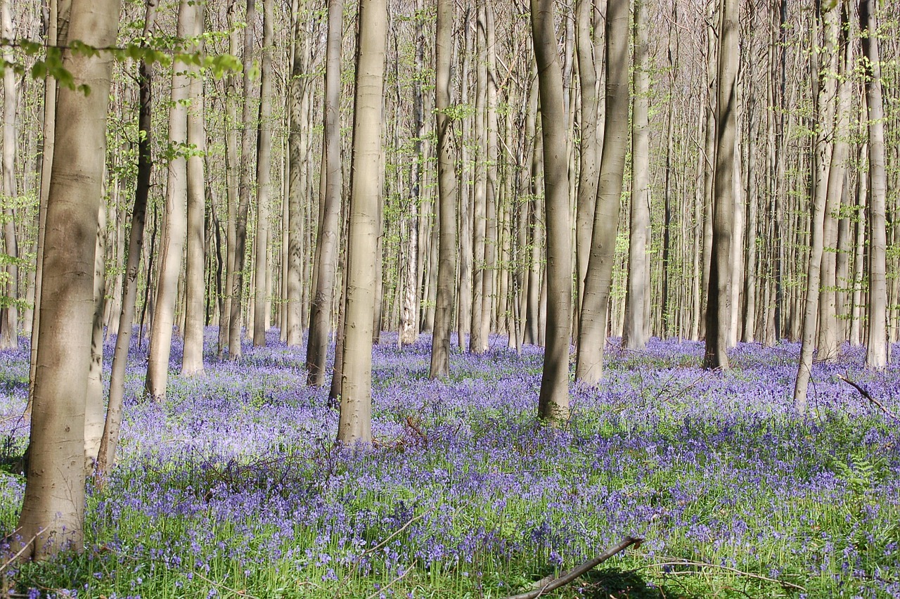 forest trees flowers free photo