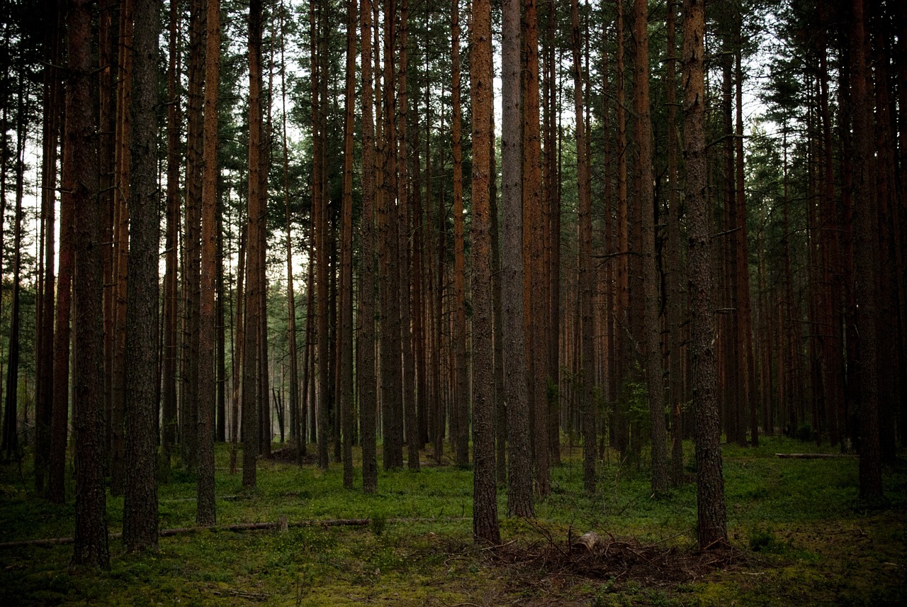 forest woods trees free photo