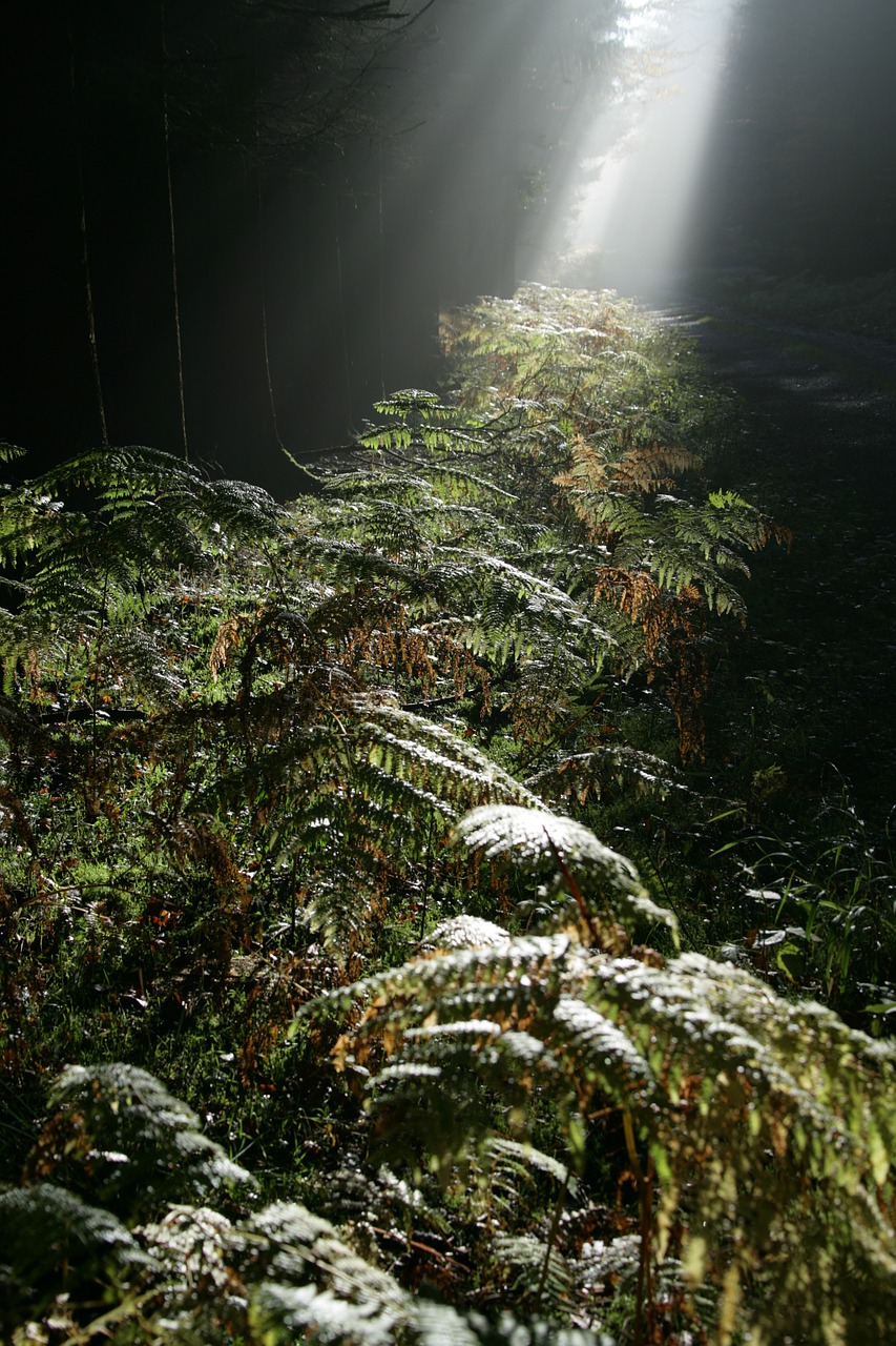 forest beam ray of light free photo