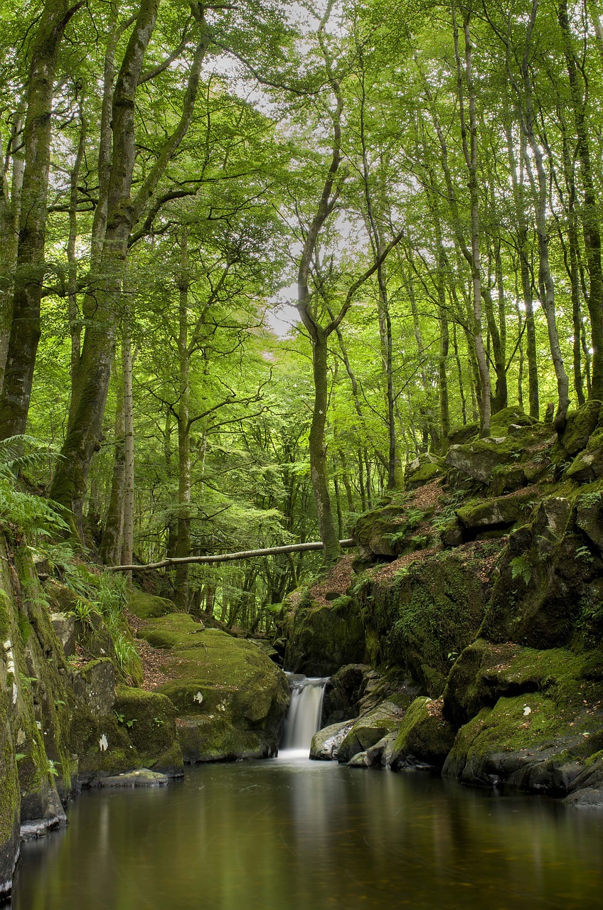 forest waterfall water free photo