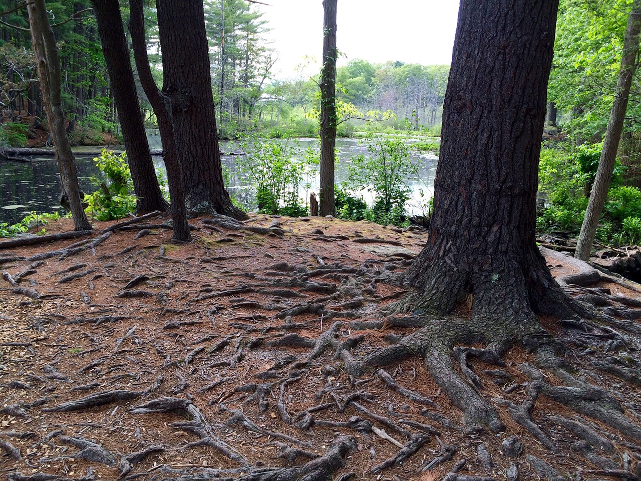 forest roots trees free photo