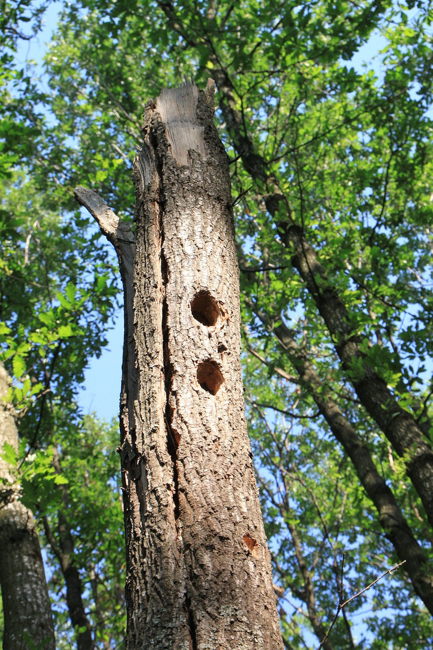 forest holes oak free photo