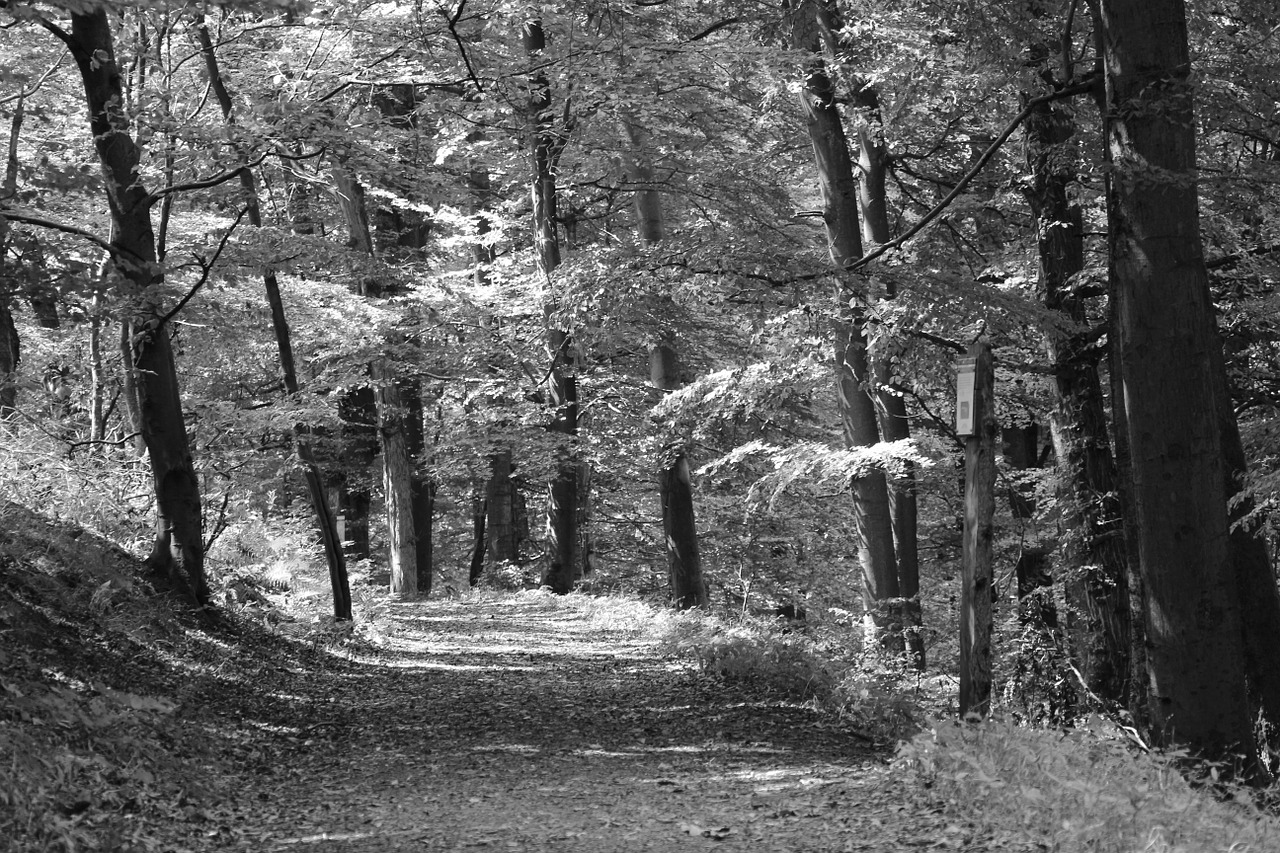 forest walk shadow free photo