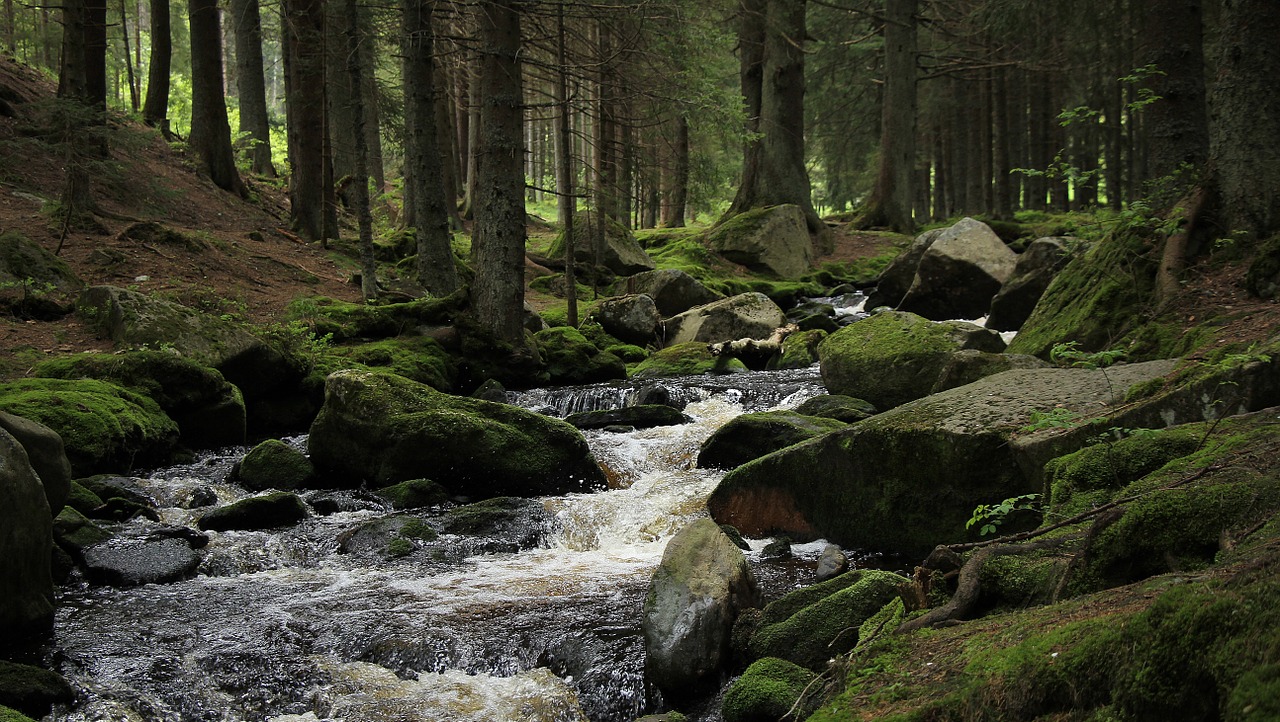 forest stream šumava free photo