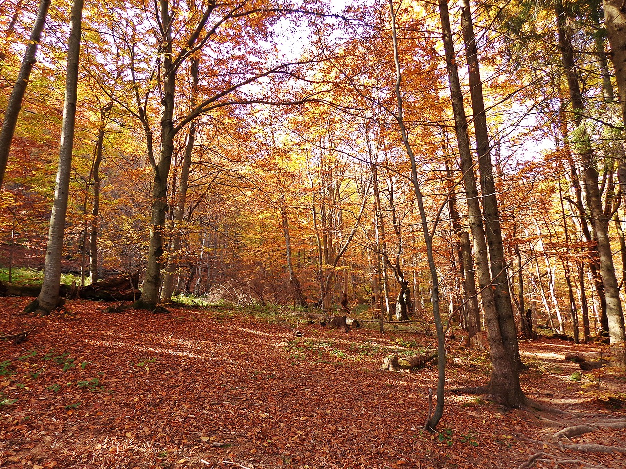 forest autumn tree free photo