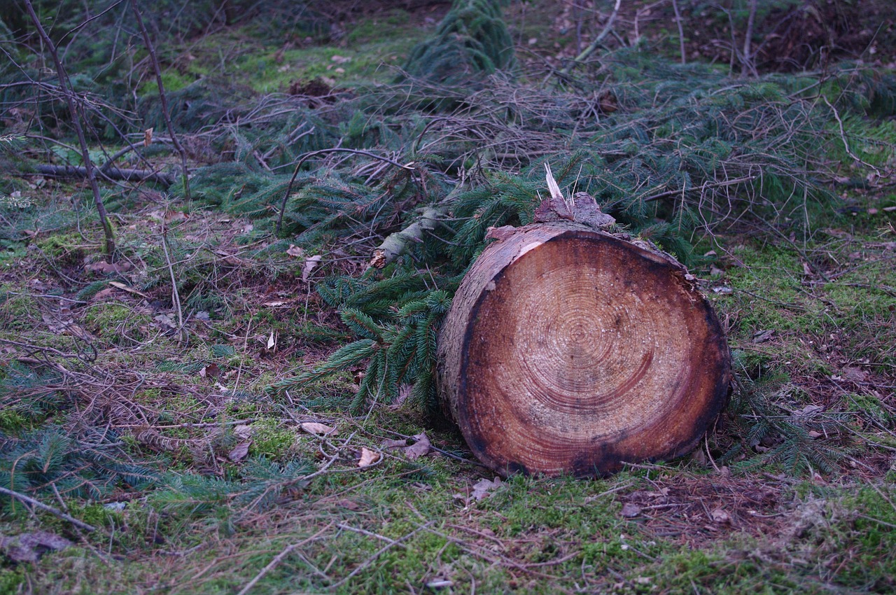 forest tree nature free photo