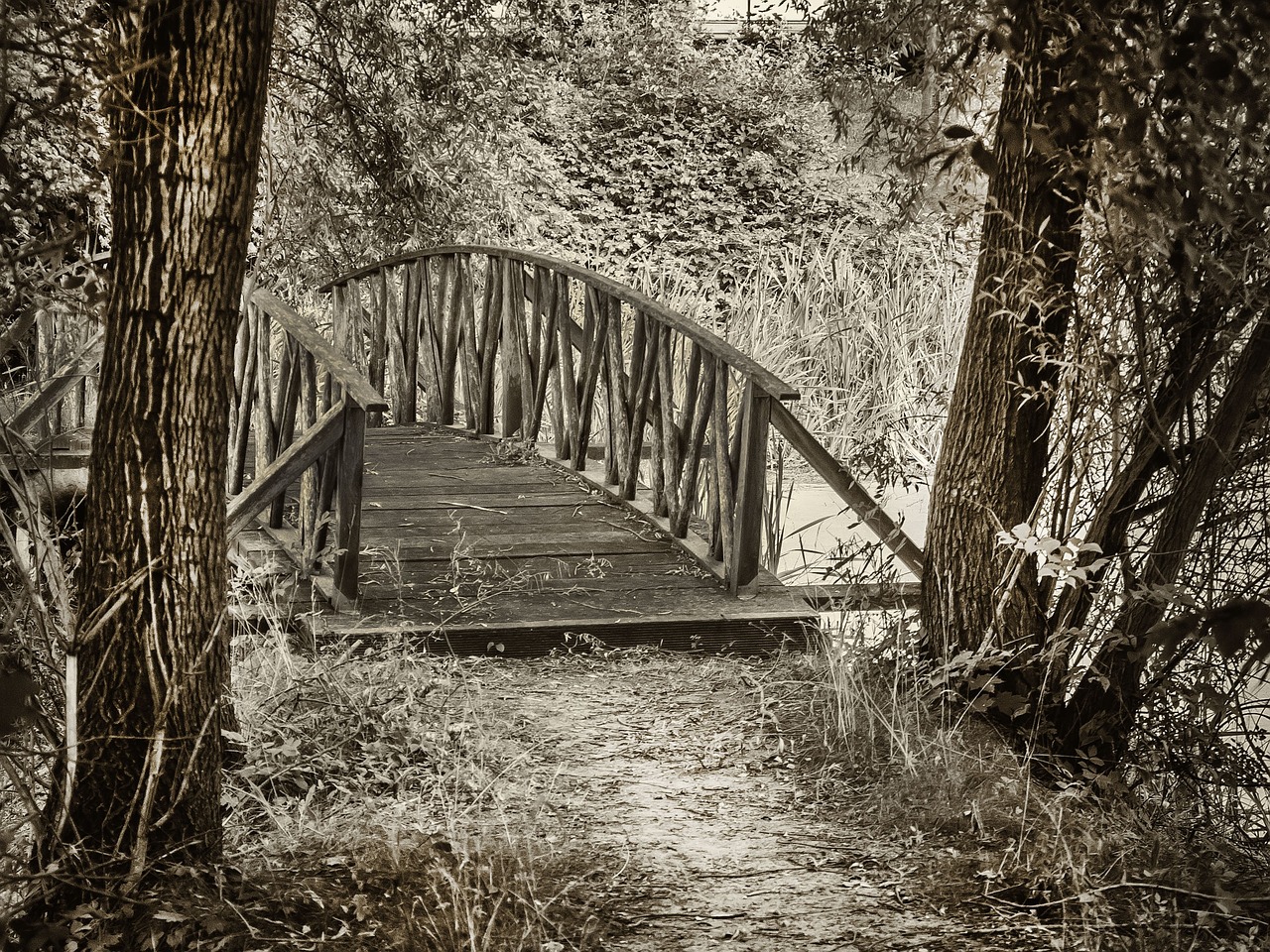 forest trees bridge free photo