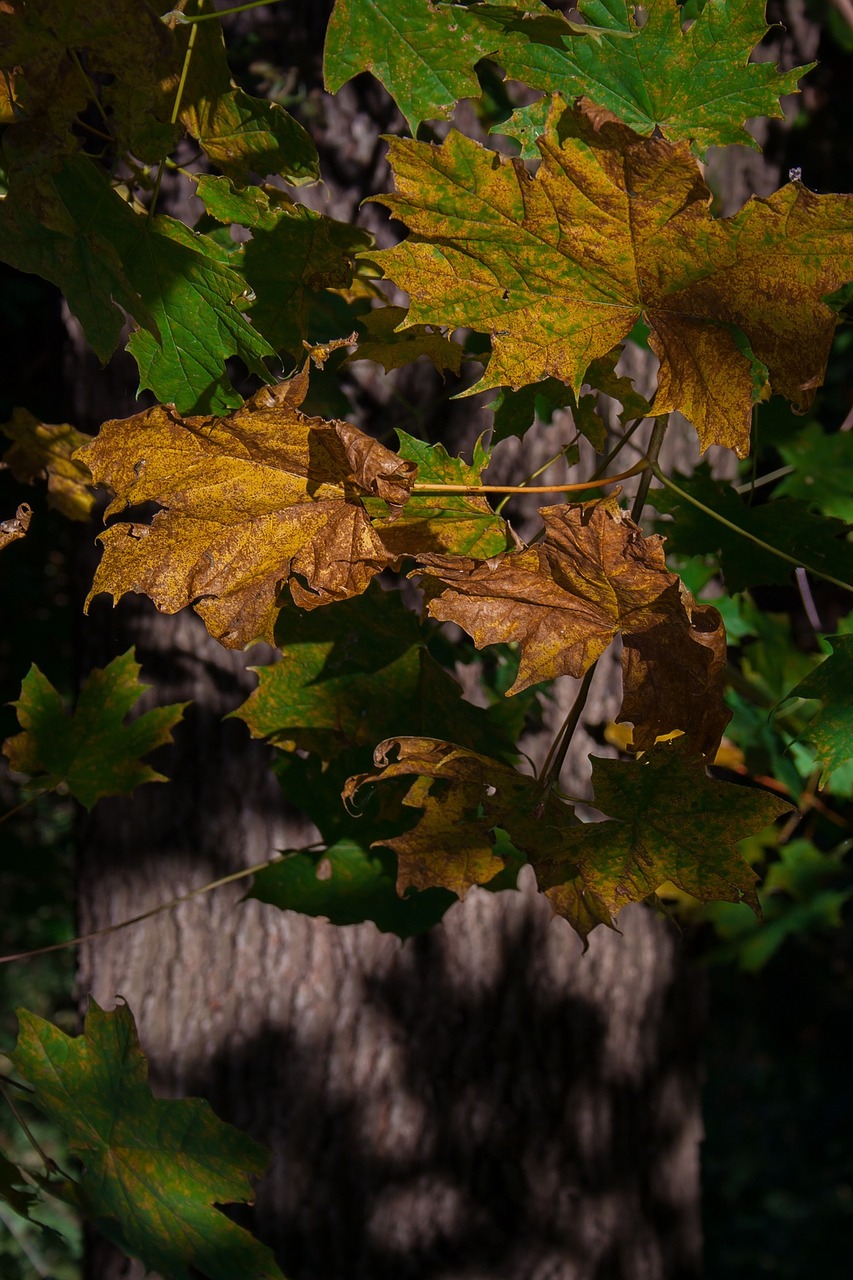 forest autumn foliage free photo