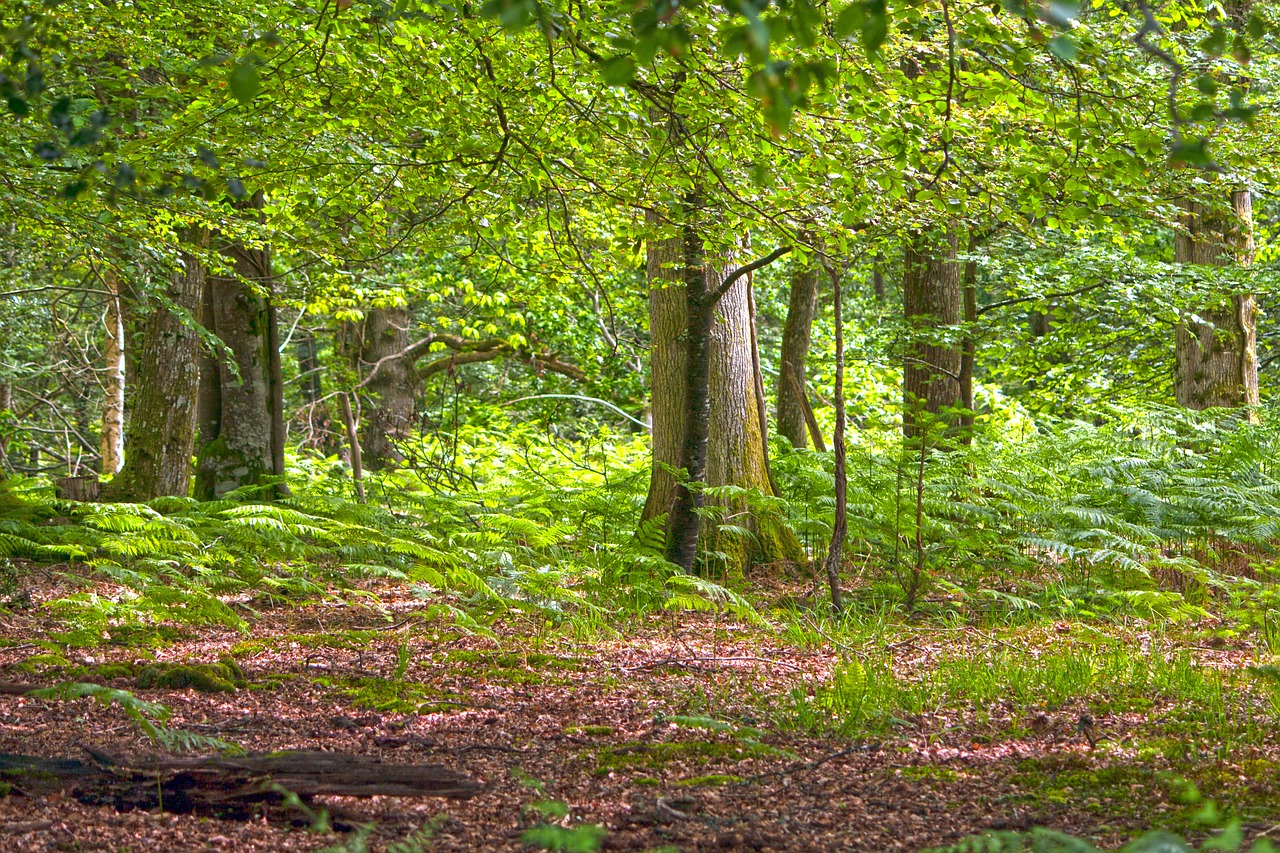 forest woods woodland free photo