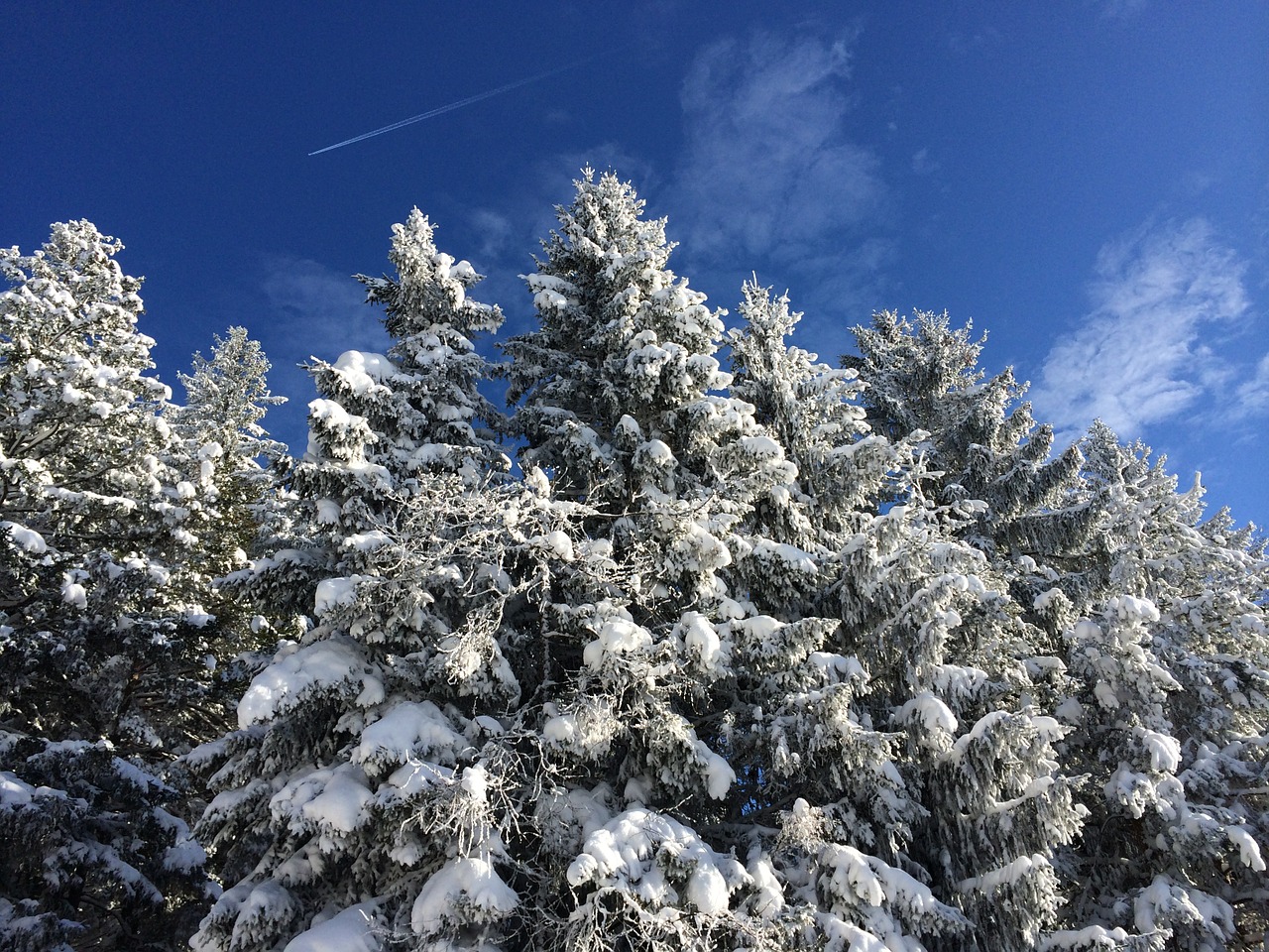 forest winter snow free photo