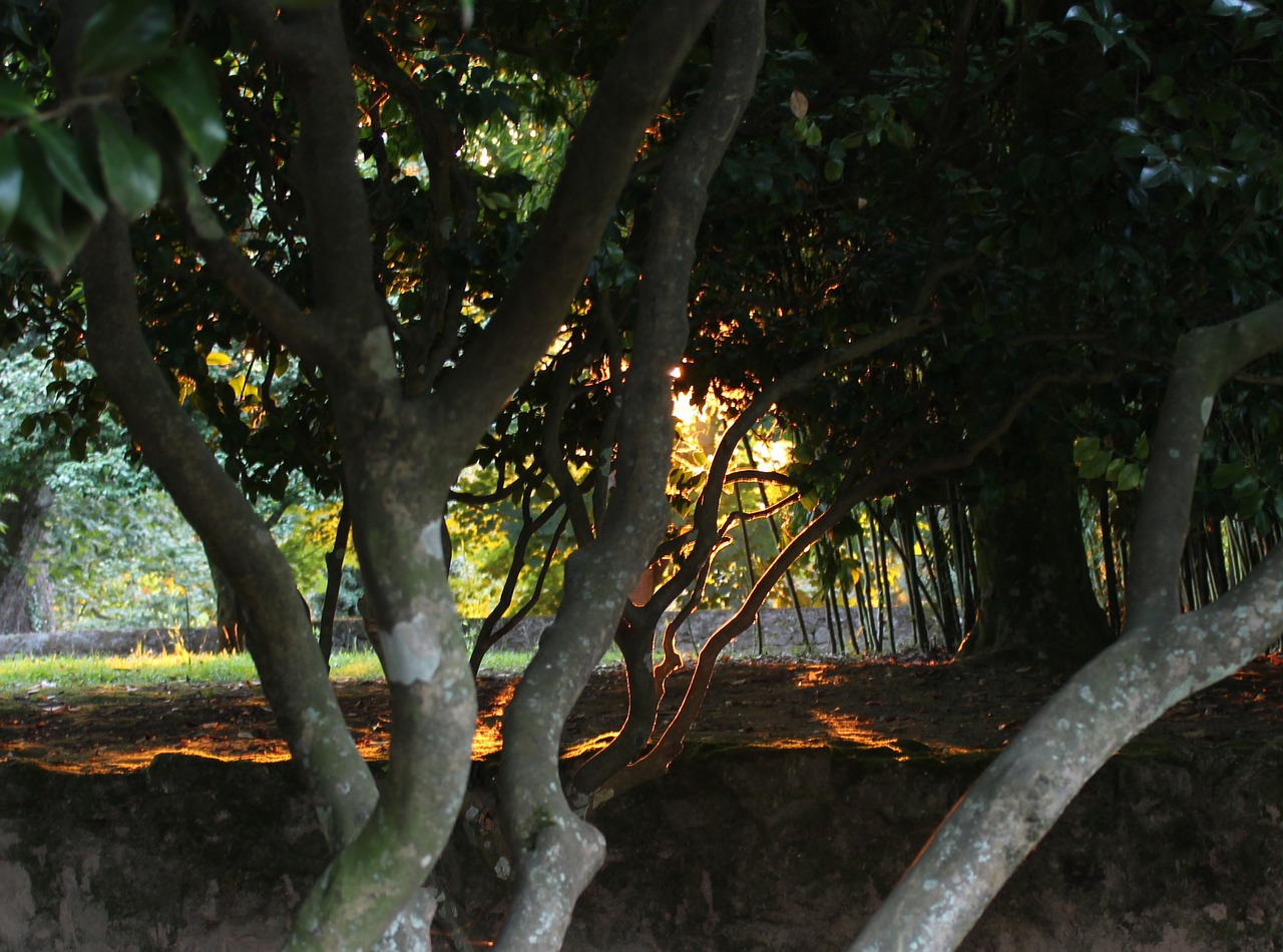 forest backlight sunbeams free photo