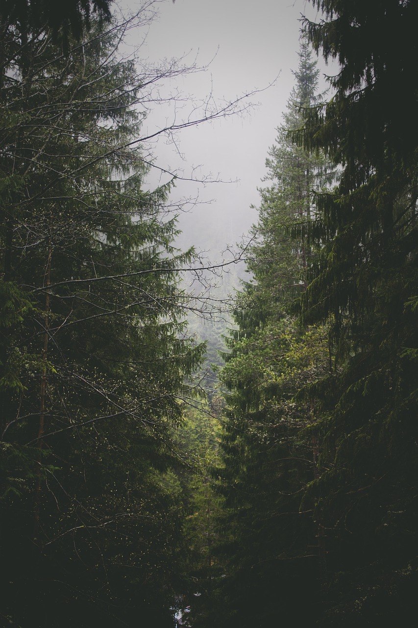 forest trees conifers free photo