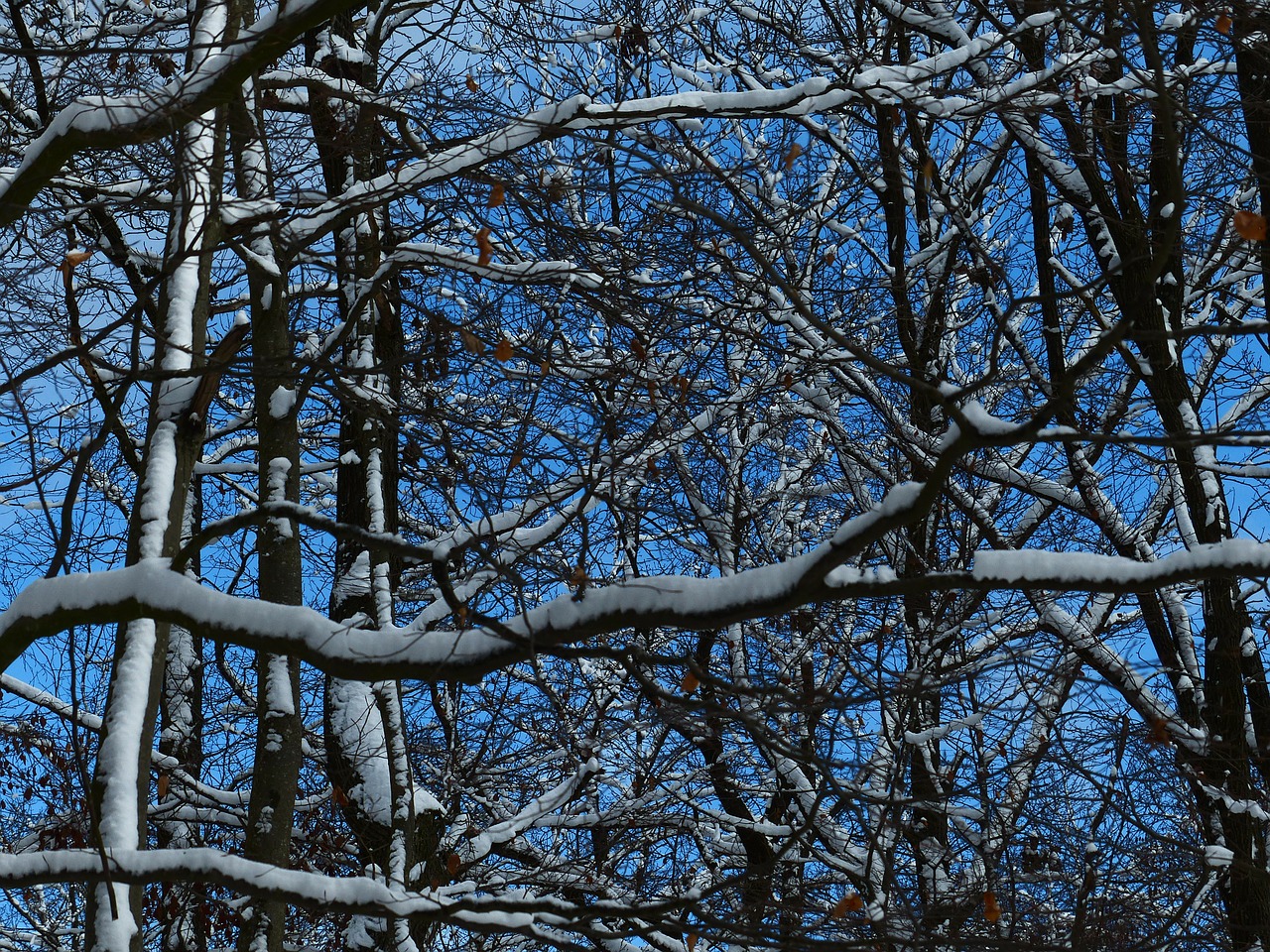 forest trees snowy free photo