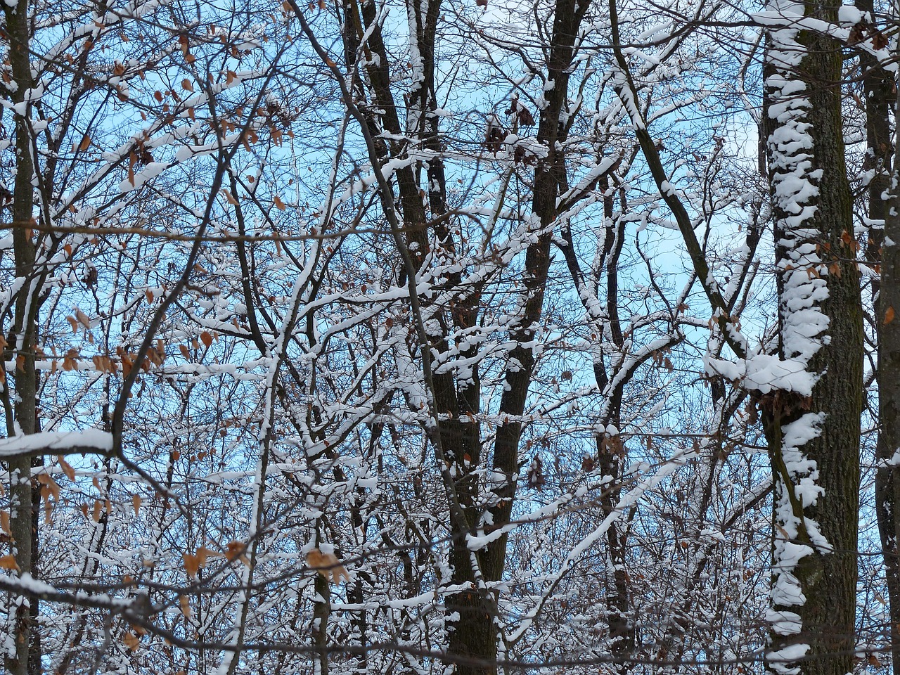 forest trees snowy free photo