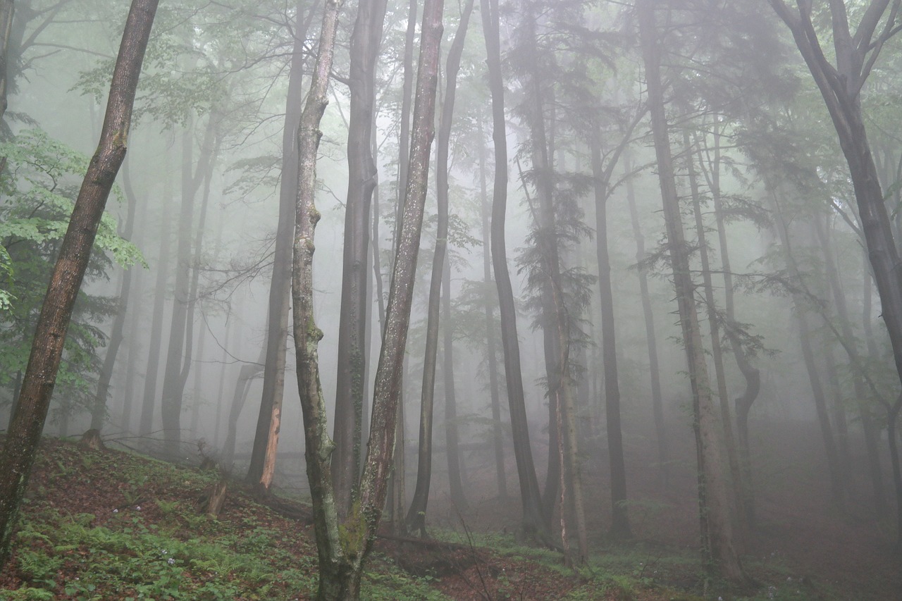 forest fog trees free photo