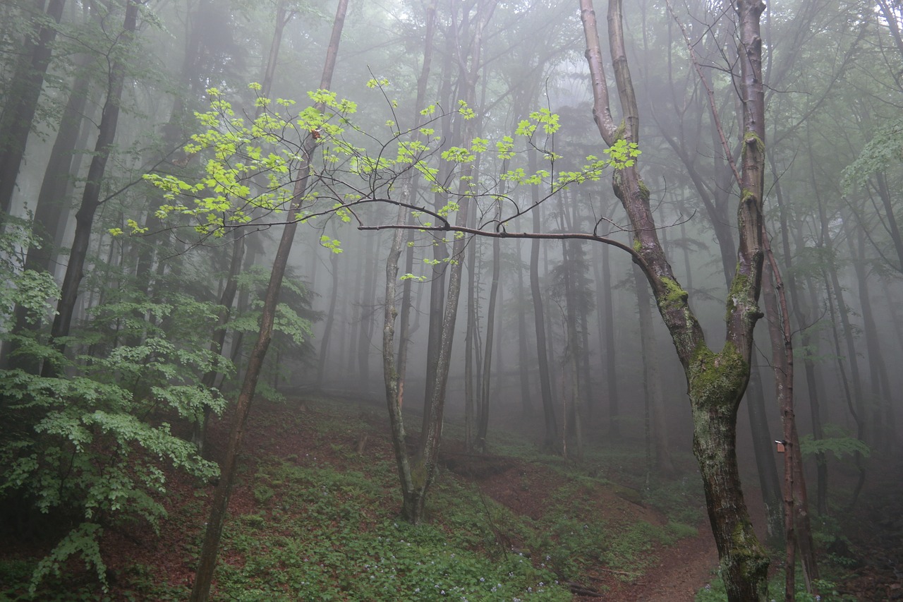 forest fog trees free photo