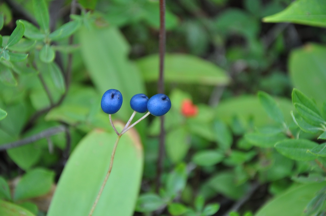 forest berries blue free photo