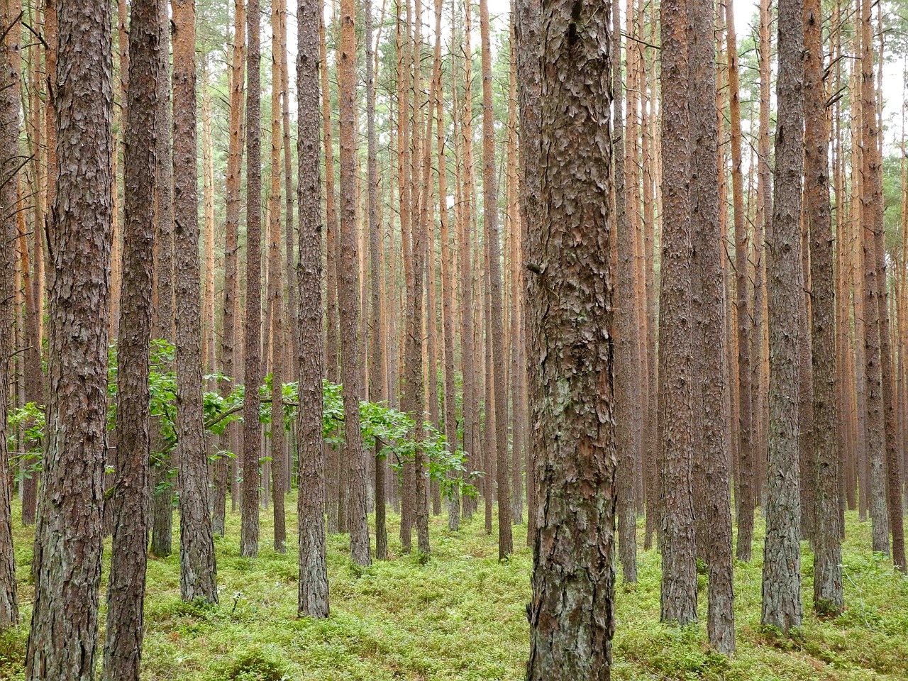 forest tree trunks wood free photo