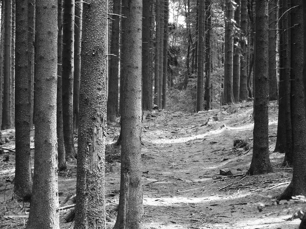 forest conifers spruce free photo