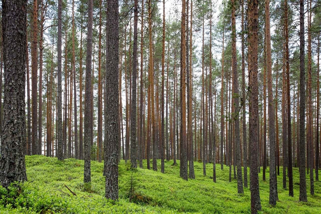 forest trunks vertical free photo