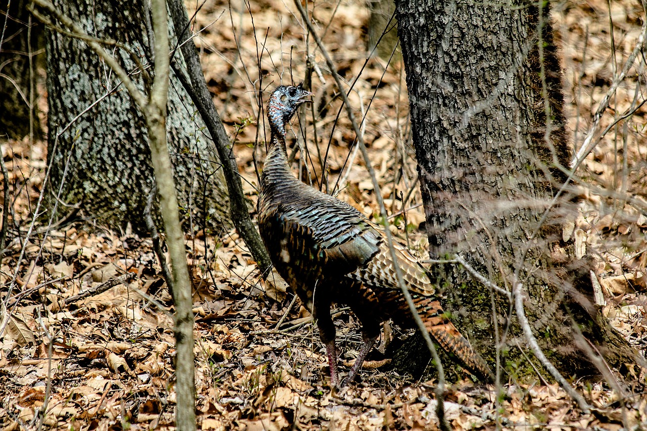 turkey bird wilderness free photo