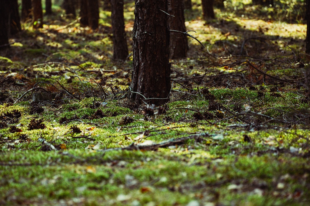 forest tree grass free photo