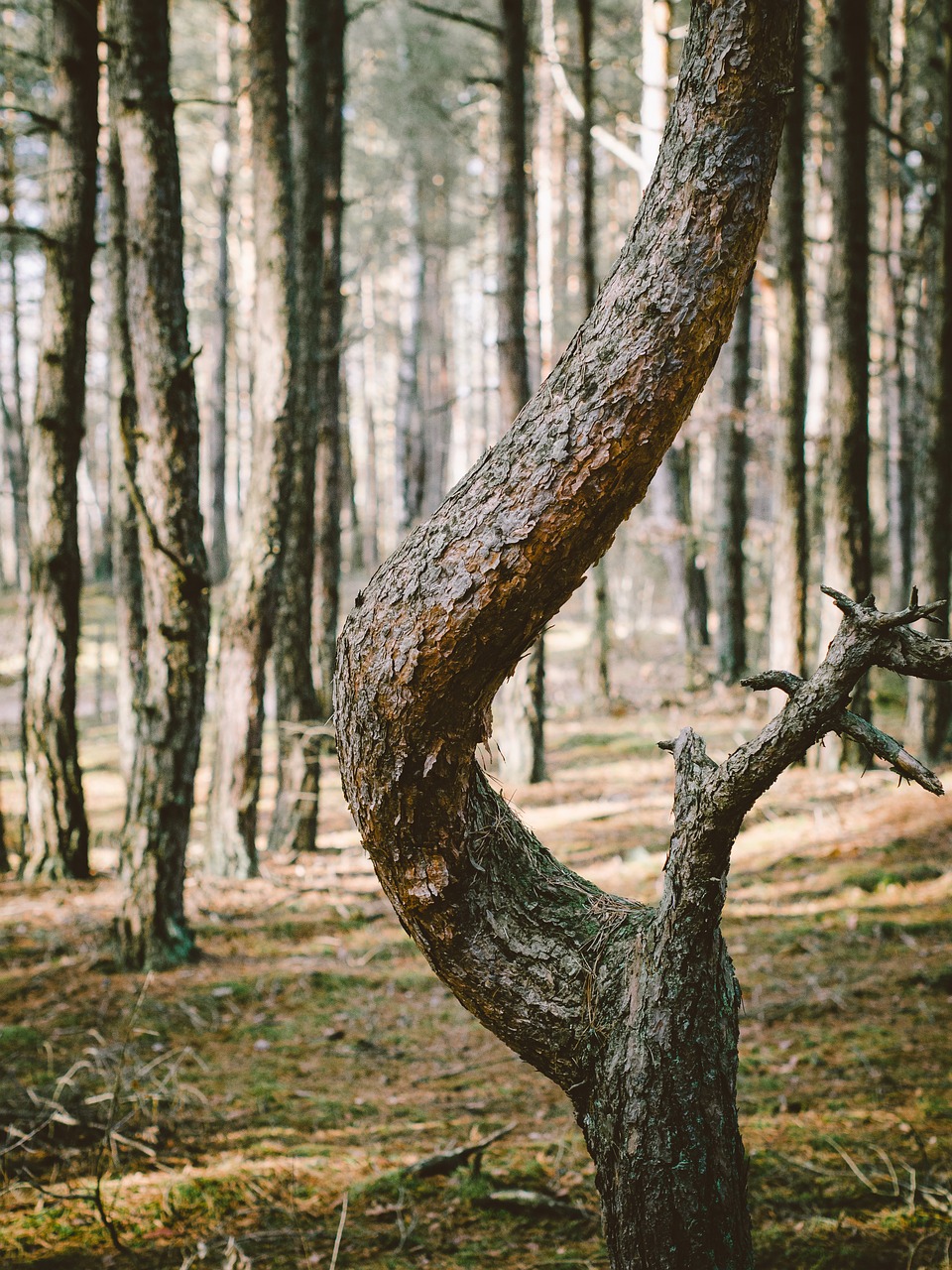 forest trunk shape free photo