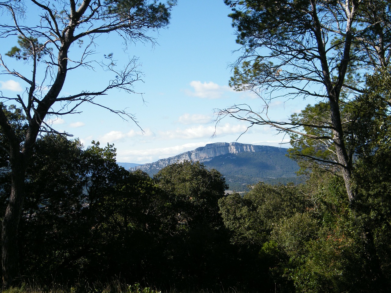 forest nature tree free photo