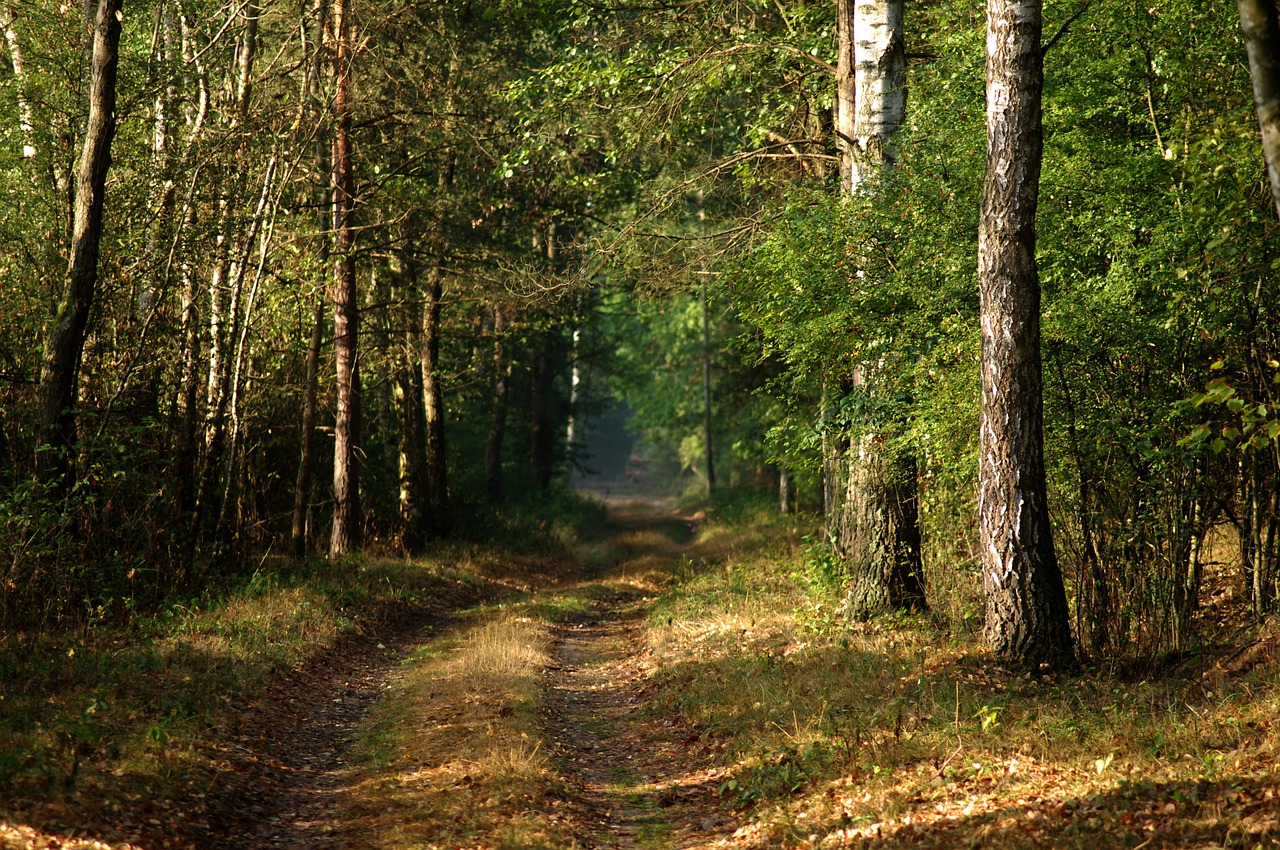 forest nature way free photo