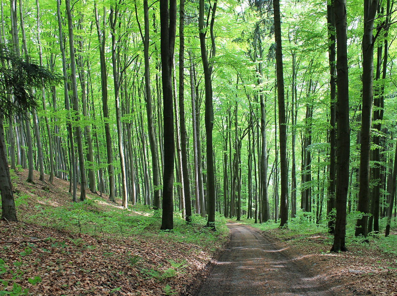 forest path forest road free photo